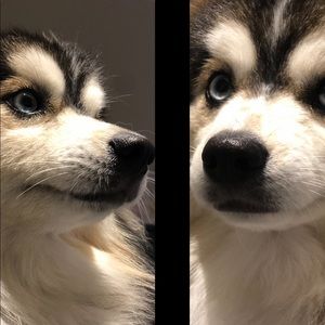 Meet your Posher, Sophia